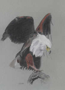 Fish Eagle