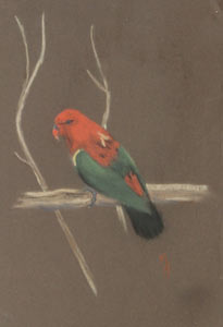 Parakeet
