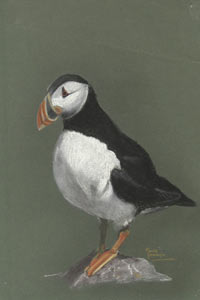 Puffin
