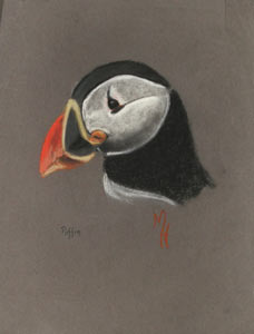 Puffin Head