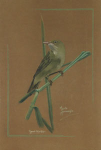 Reed Warbler
